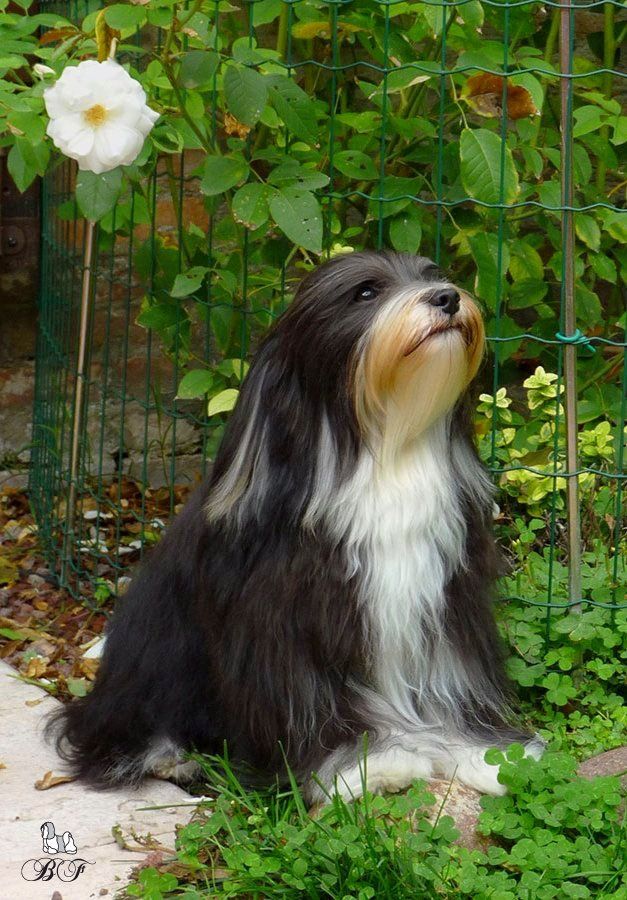 bichon havanais
