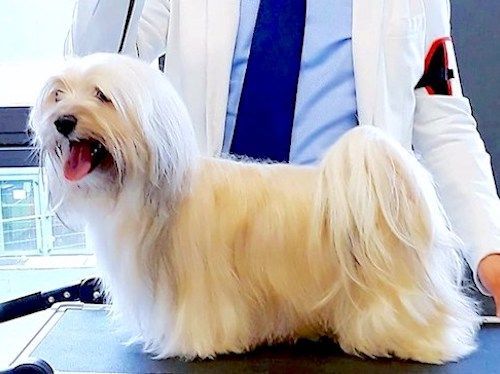 bichon havanais