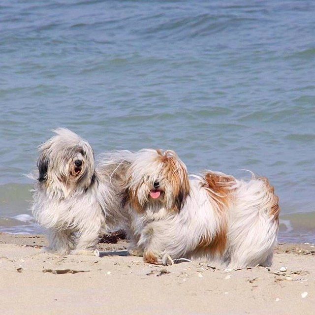bichon havanais