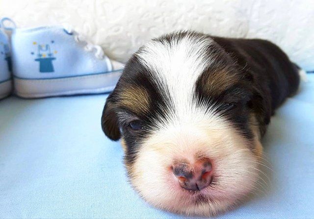 cuccioli bichon havanais