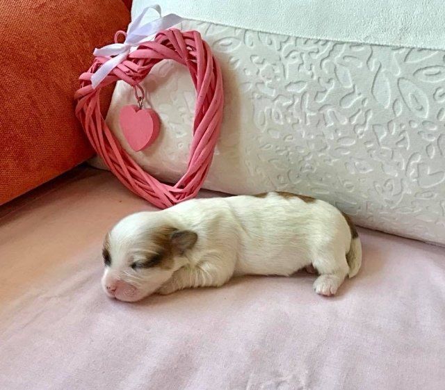 cuccioli bichon havanais