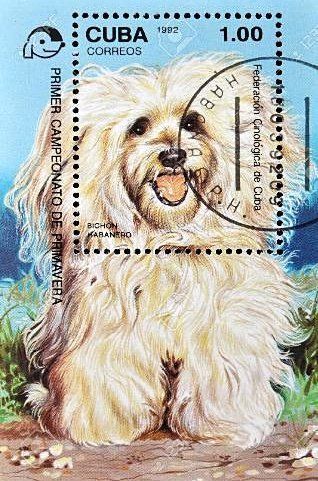 francobollo bichon havanais