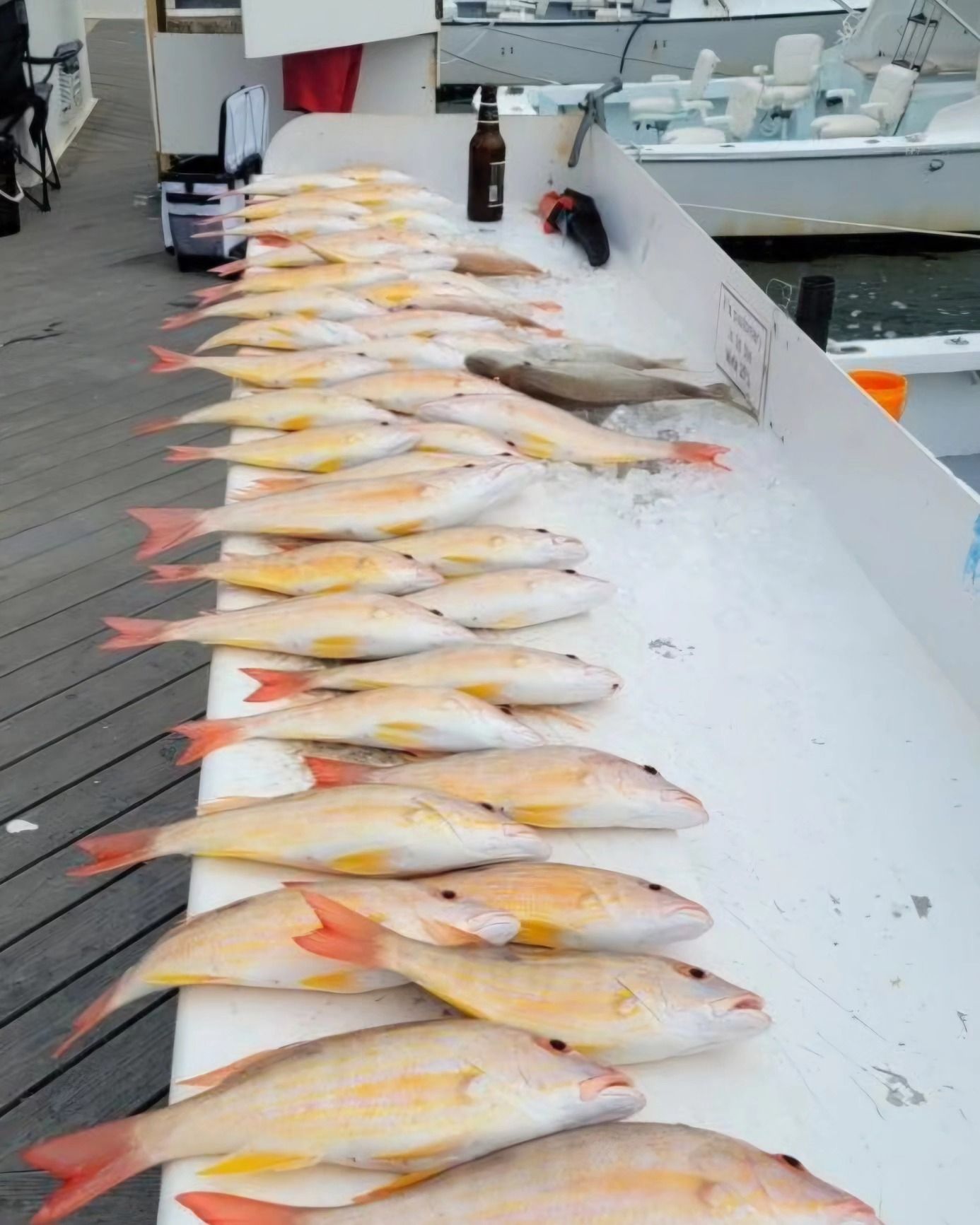 A large catch of yellow and pink snapper fish laid out on a white boat cleaning table at a marina.