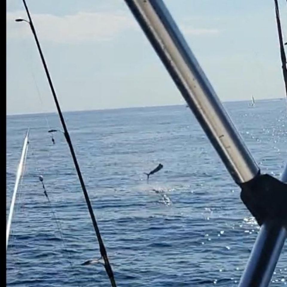 A fish leaps from the ocean near a boat, seen through fishing rods mounted on the deck.