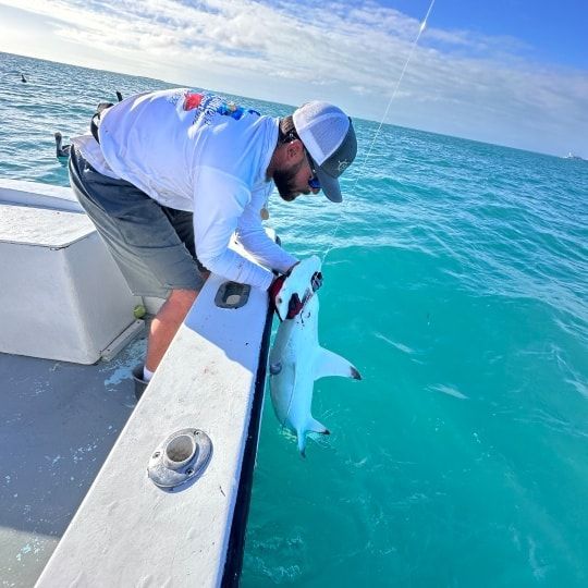 A person wearing a hat and white long-sleeved shirt releases a small shark into turquoise ocean water from a boat.