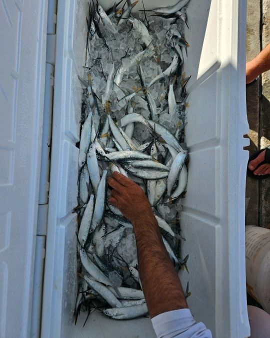 A person's hand reaches into a white cooler filled with ice and many small, silver, slender fish.