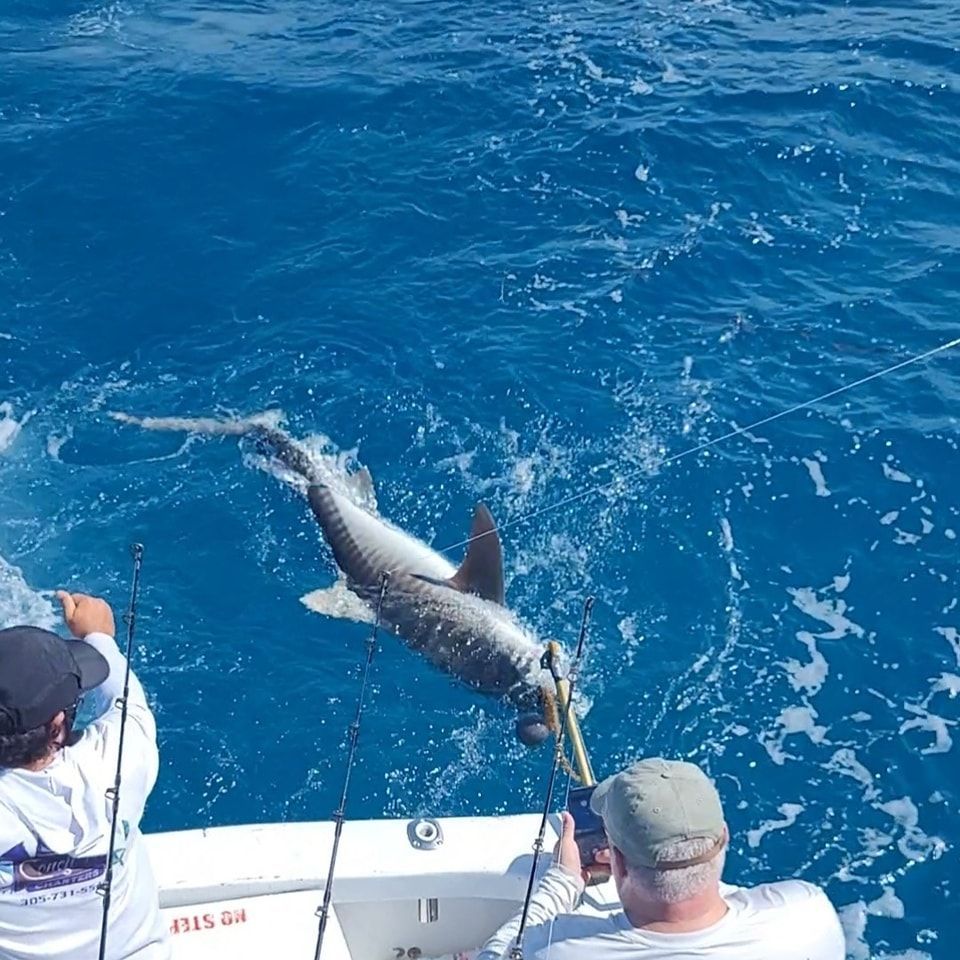 Two people on a boat pull a striped marlin out of the blue ocean water using a fishing rod and a gaff hook.