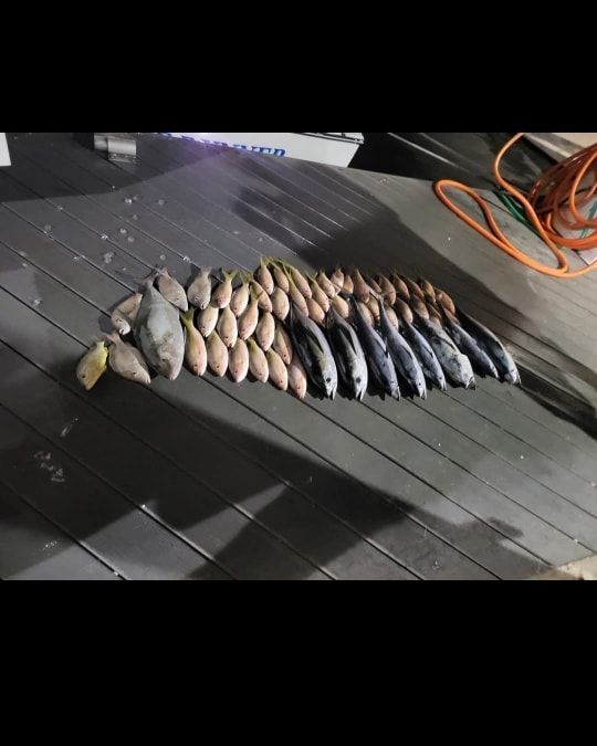 A large collection of freshly caught fish, including snappers and tuna, arranged in rows on a dark wooden deck at night.