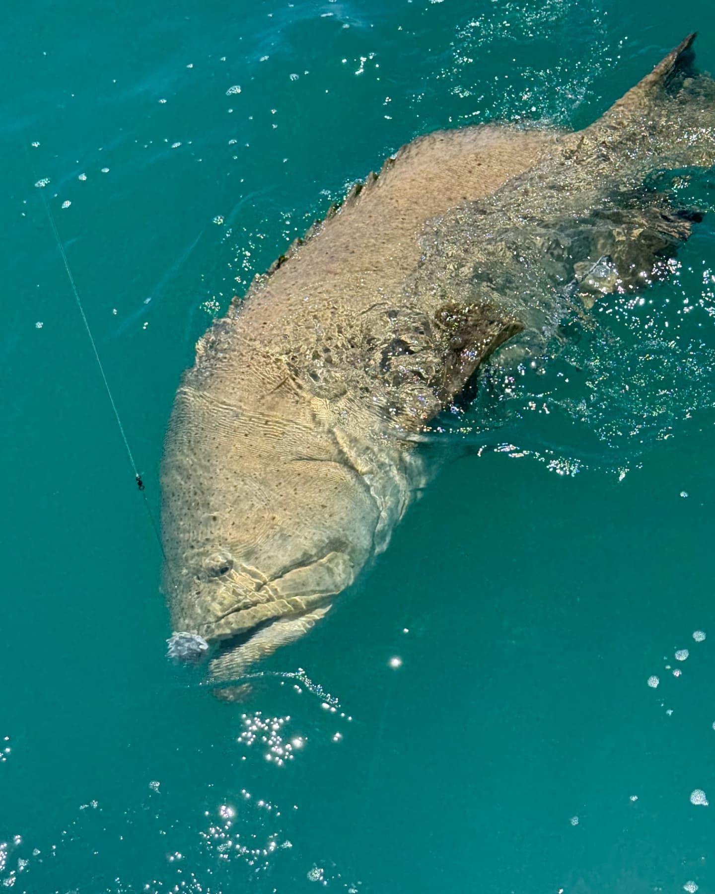 A large, mottled brown fish surfaces in vibrant blue water, hooked by a fishing line.