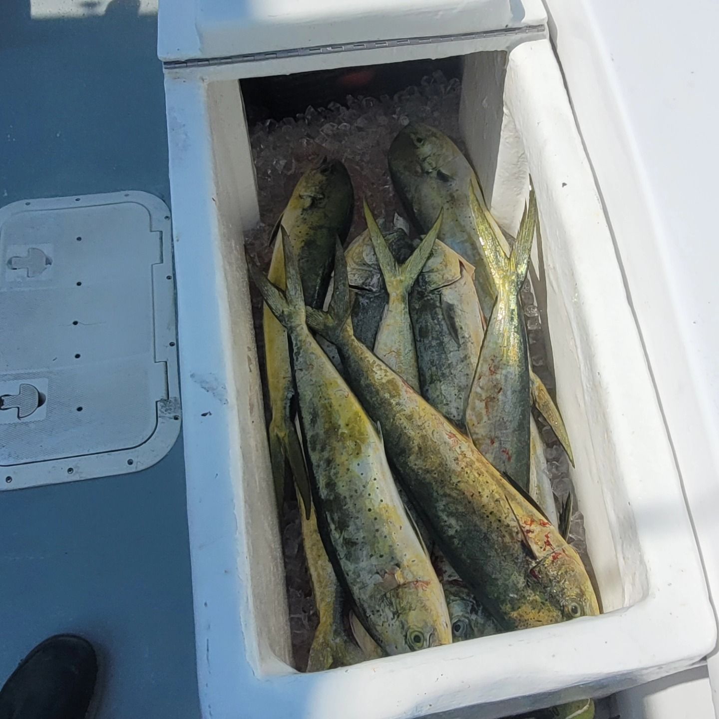 Several mahi-mahi fish packed in ice inside a white boat cooler.