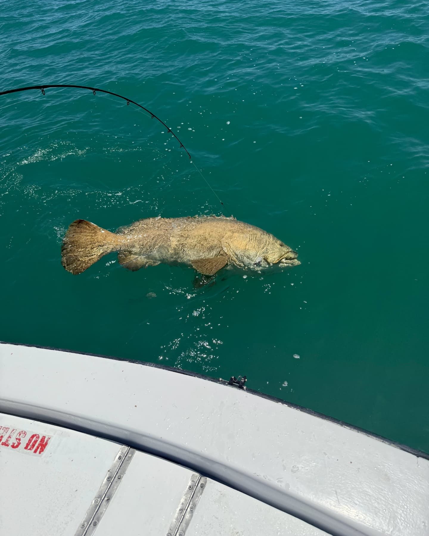 A large, light-colored fish being reeled in from vibrant turquoise water next to the side of a boat.