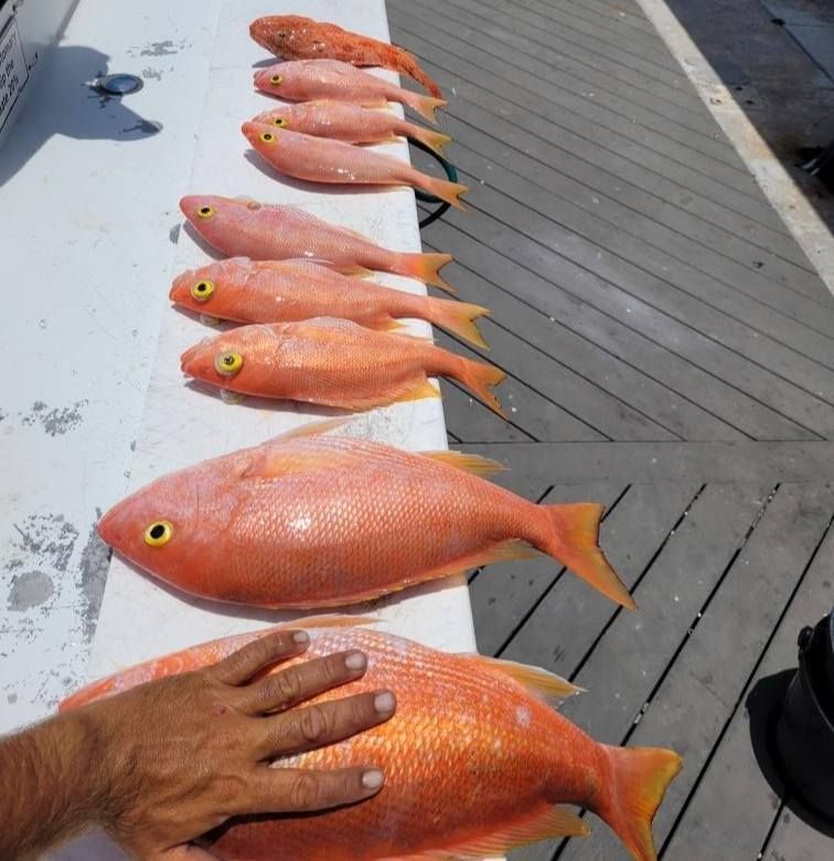 A hand rests on a large, orange-pink fish on a dock, with a row of smaller similar fish lined up behind it.