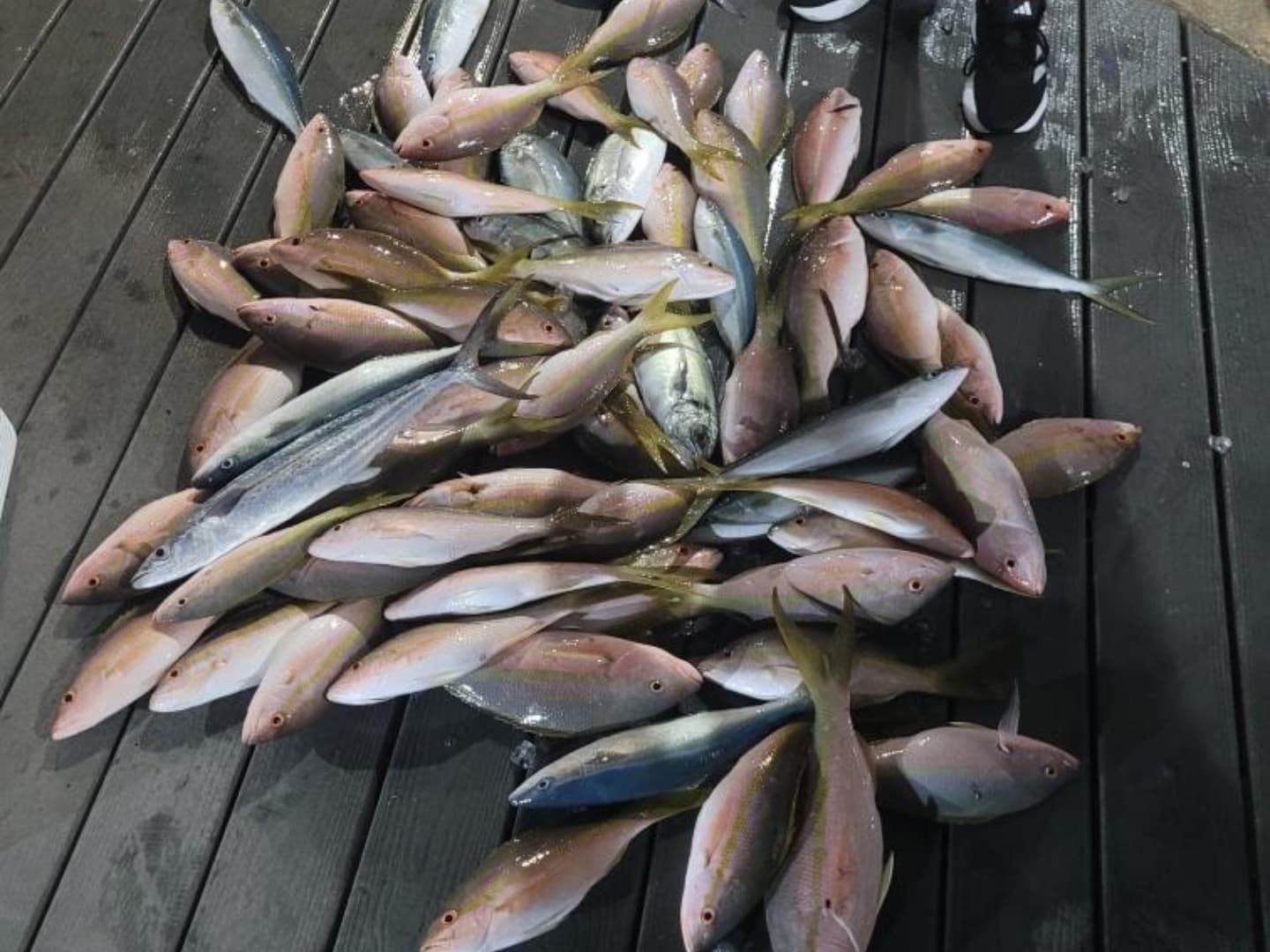 A large pile of various fish scattered on a dark wooden deck, with a person's sneakers visible at the top edge.