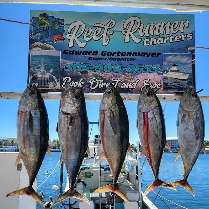 Five tuna fish hang in a row below a 