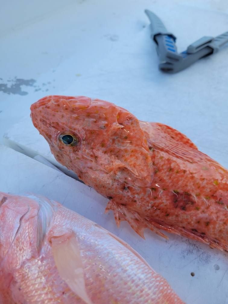 A raw, orange-spotted fish head lies on a white surface next to a fillet and a gray filleting knife.