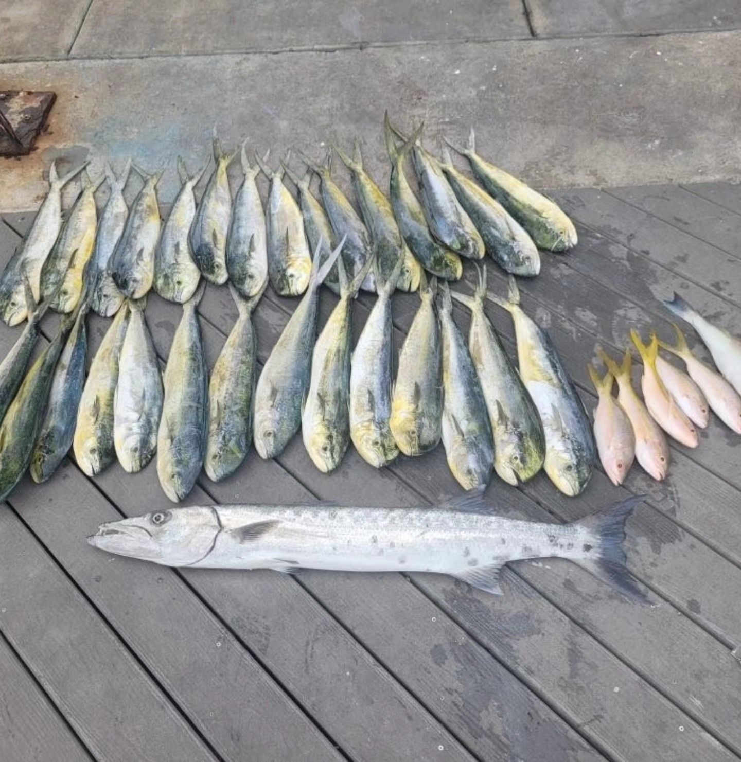 A large barracuda lies below a collection of many mahi-mahi and several small, yellowish baitfish on a wooden deck.