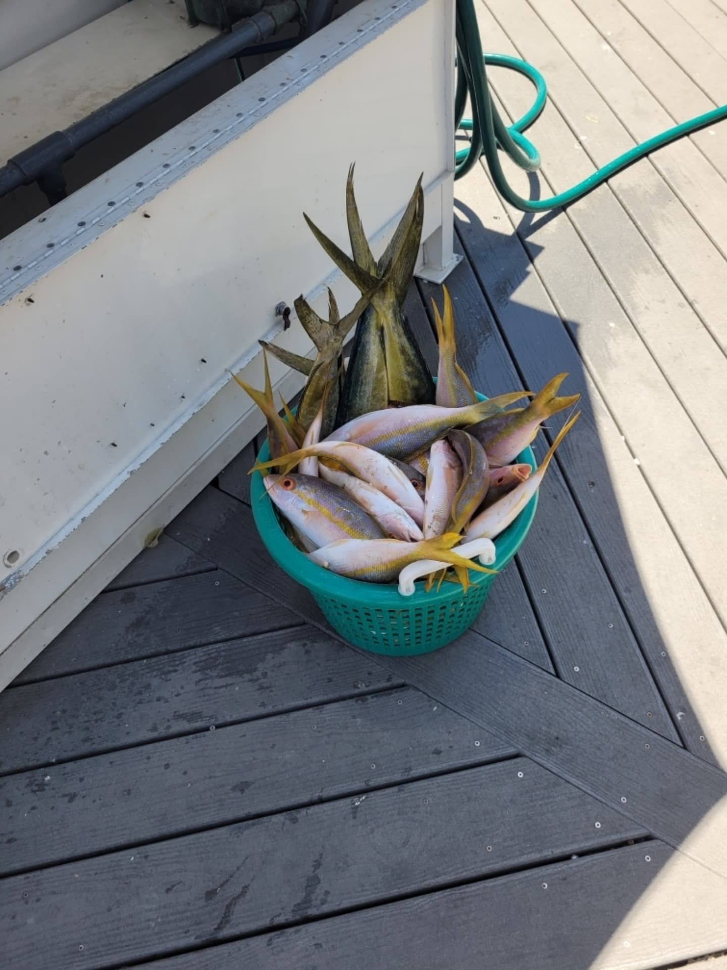 A green plastic basket filled with freshly caught yellowtail snapper fish sits on a wooden deck next to a boat hull.