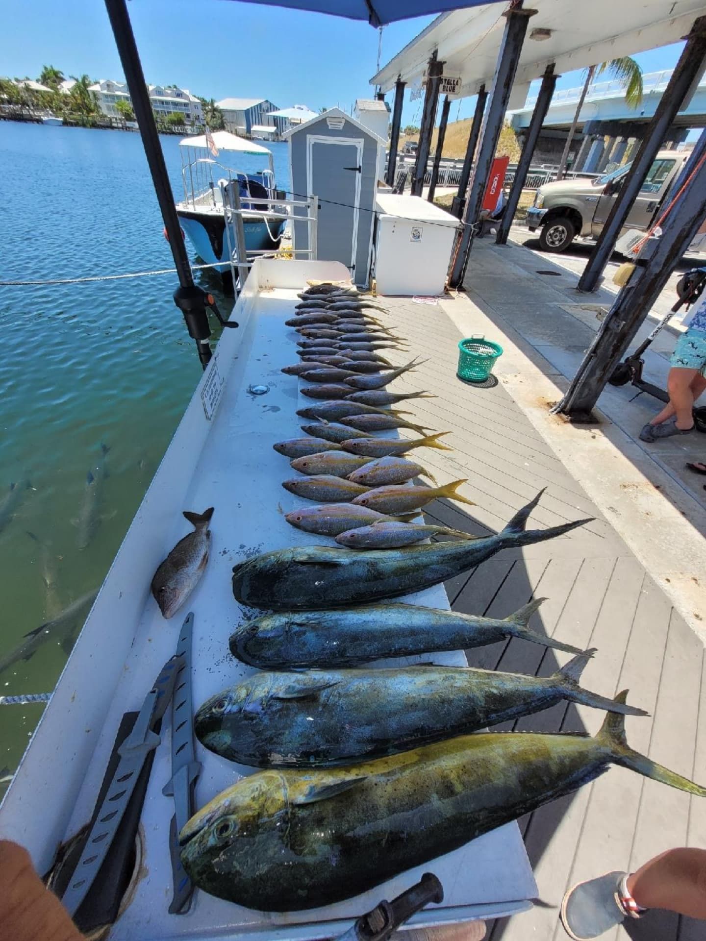 A row of various freshly caught fish arranged on a cleaning table at a marina dock near a boat.