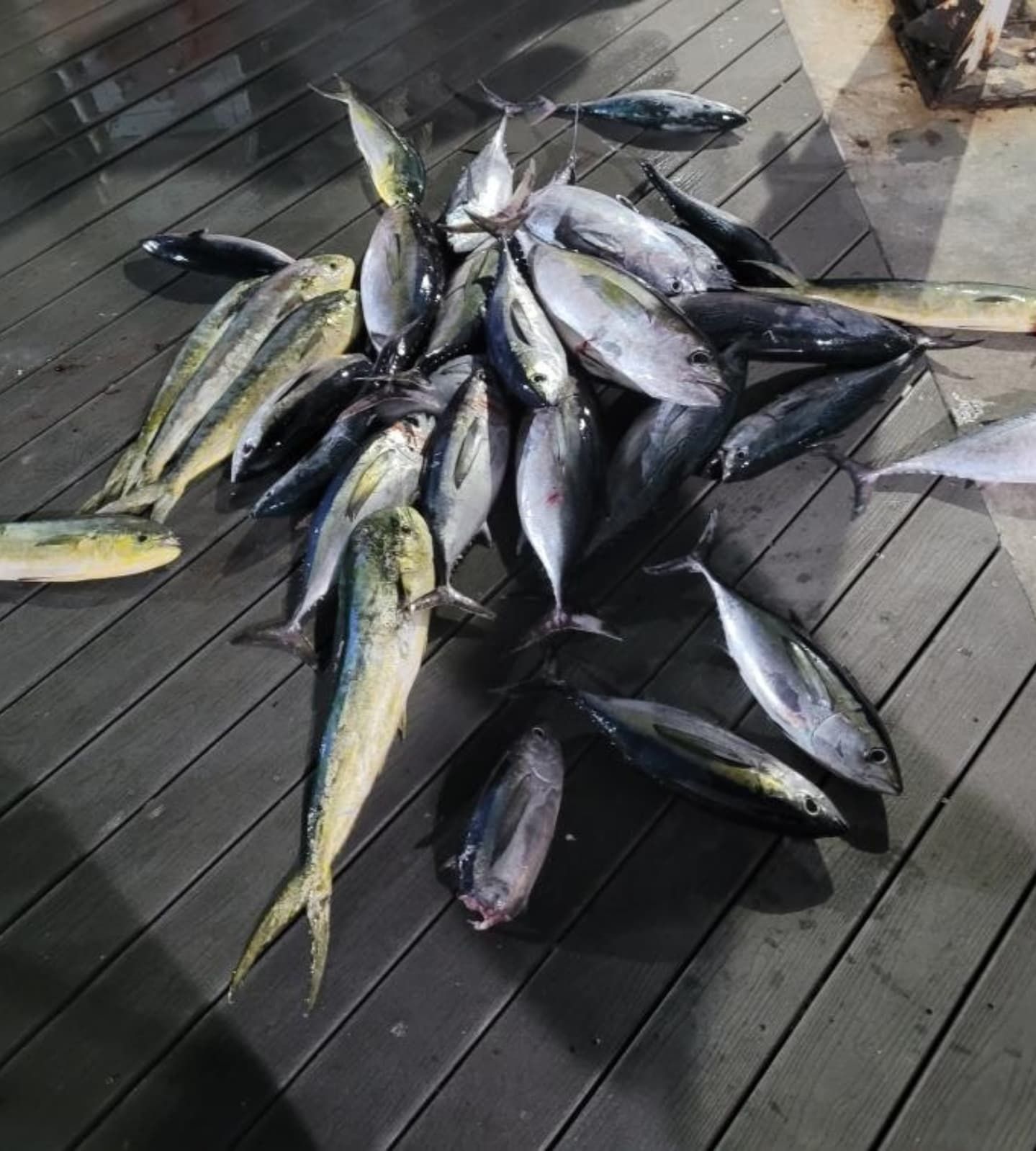 A large pile of freshly caught tuna and mahi-mahi fish resting on a dark wooden deck.