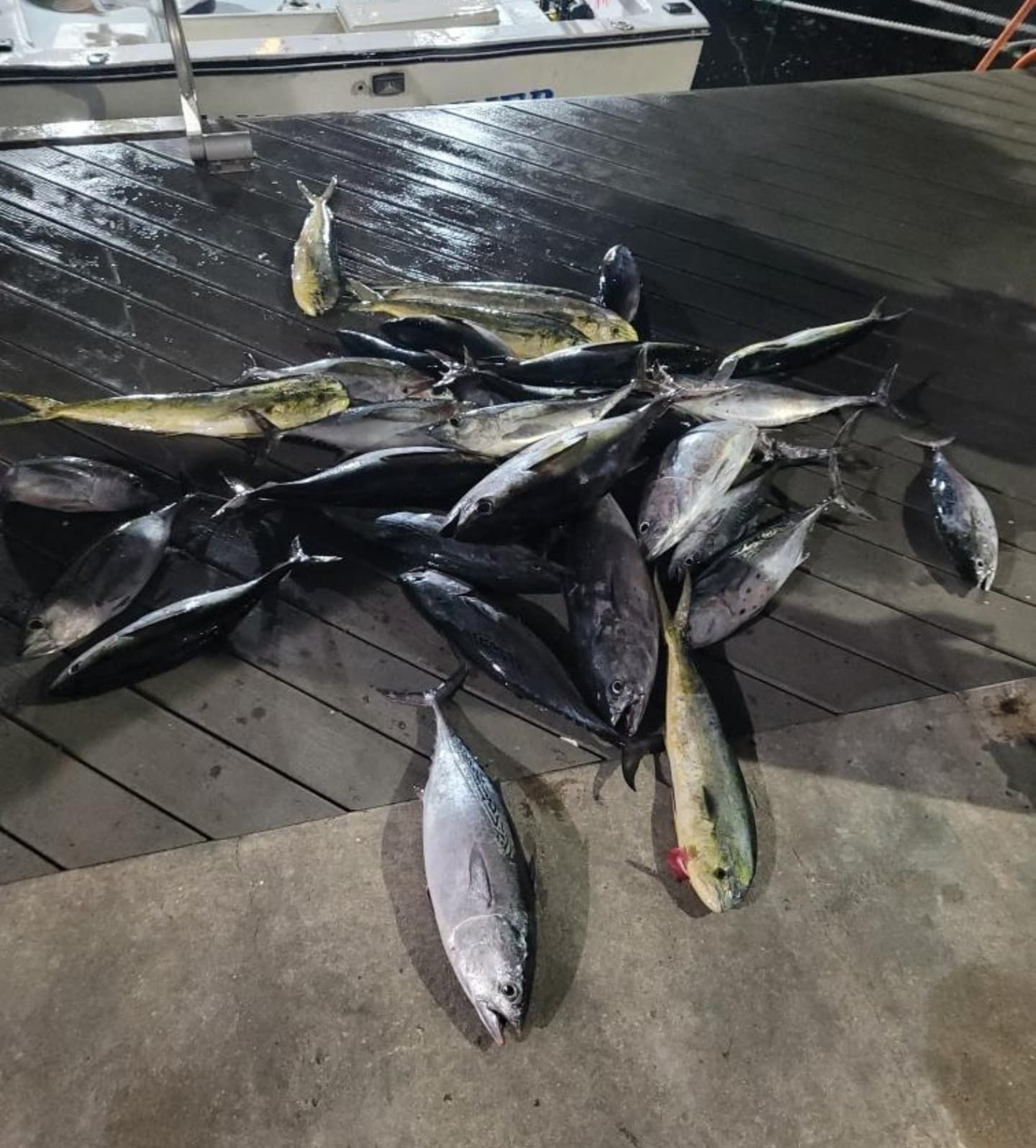 A pile of freshly caught tuna and mahi-mahi fish lies on a wooden dock beside a boat.