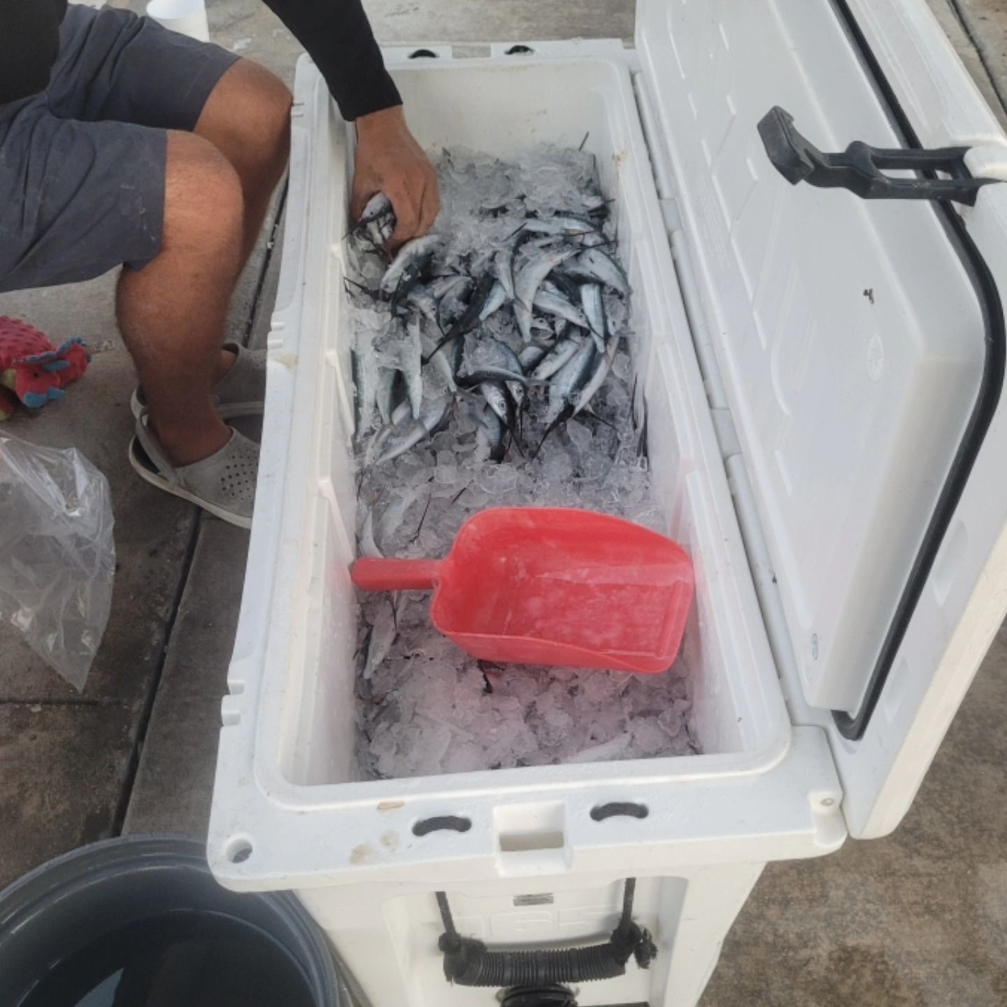 A person uses a red scoop to handle small fish packed in ice inside a large, white rectangular cooler.