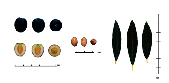Oliva Arbequina