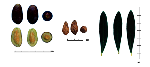 Olivas Datilera de Caudiel
