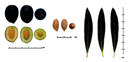 Oliva Picual