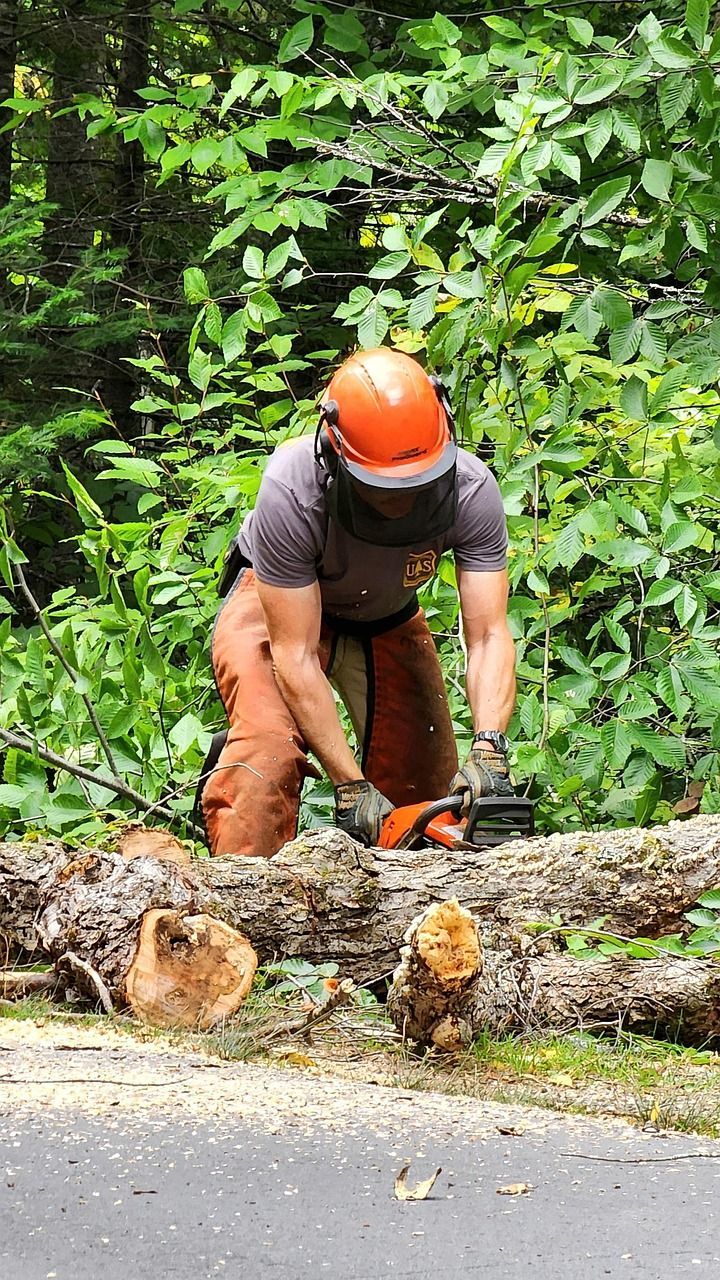 Worker in orange helmet cutting fallen tree trunk on roadside, with leafy greenery behind.