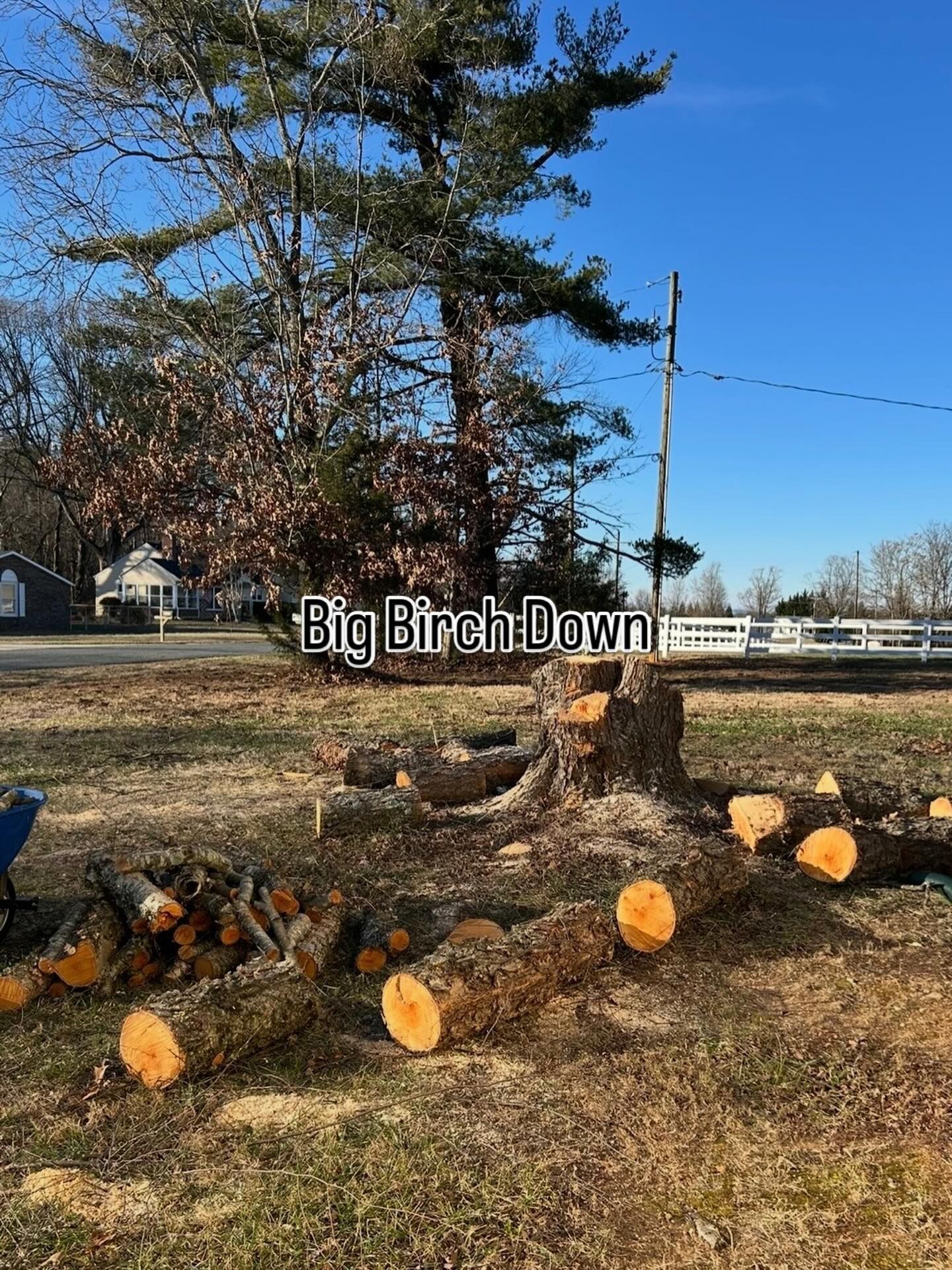 Pine tree stump with freshly cut logs scattered in a brown yard on a clear day.