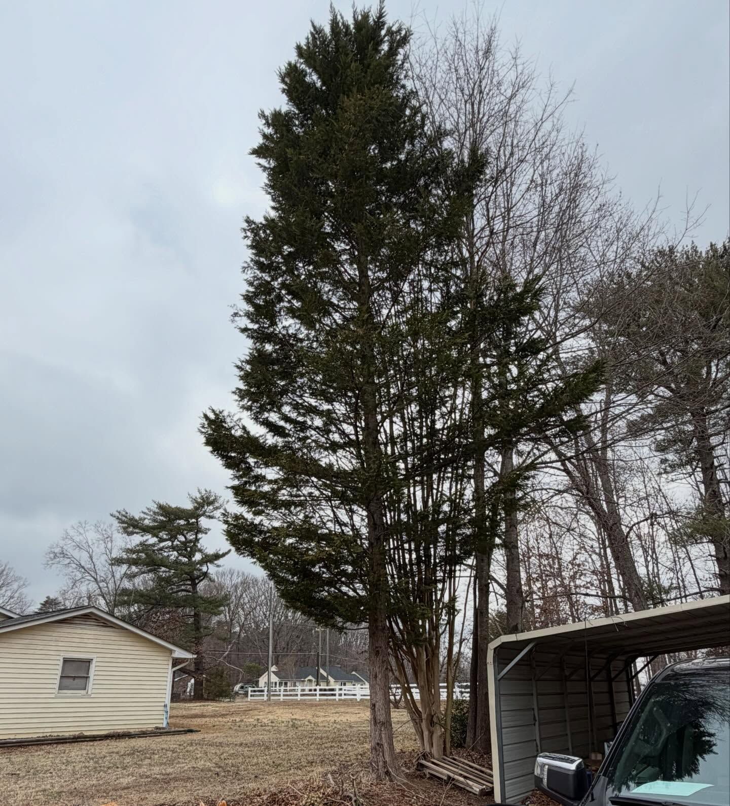 Tall evergreen trees beside a small shed and carport in a quiet yard on an overcast day