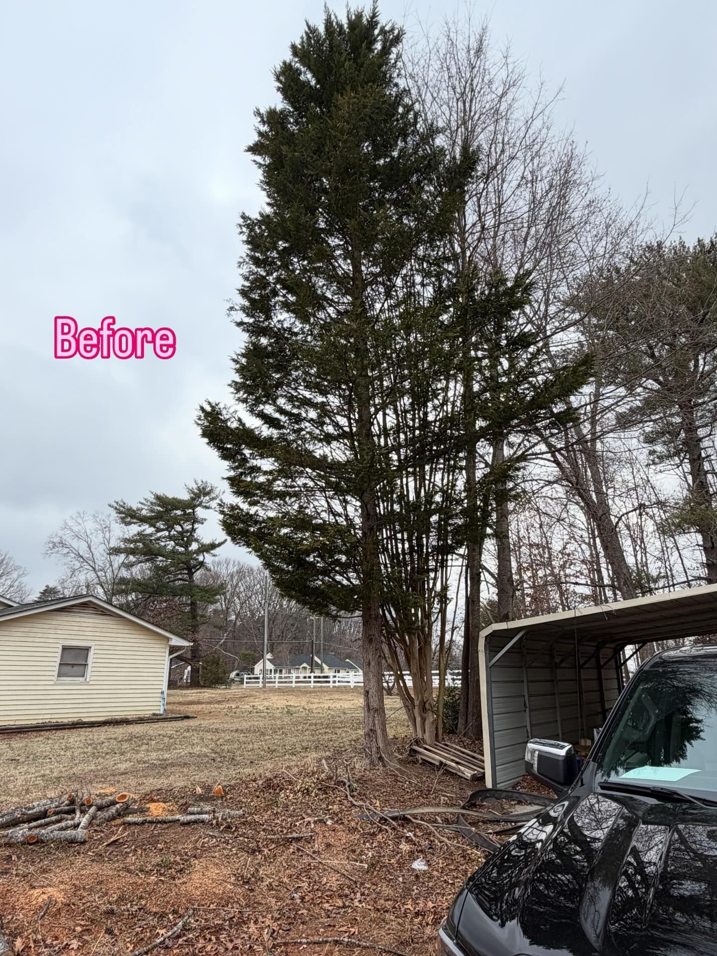 Tall evergreen tree beside a driveway, with a carport and house in a rural yard, labeled “Before”