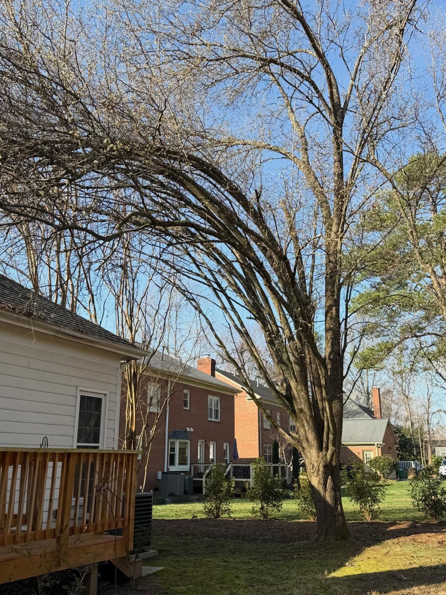 Backyard with leafless tree arching over grass beside houses under a blue sky