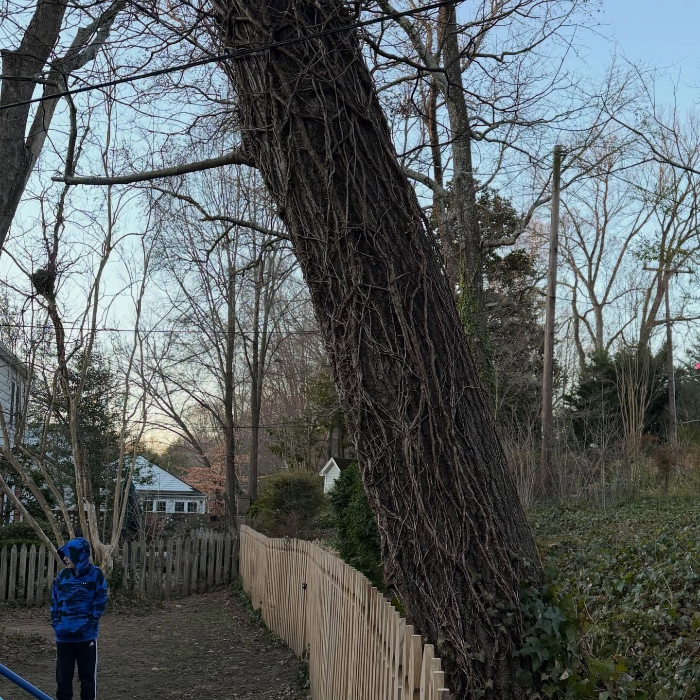 Person in a blue jacket walking on a wooded path beside a large leaning tree