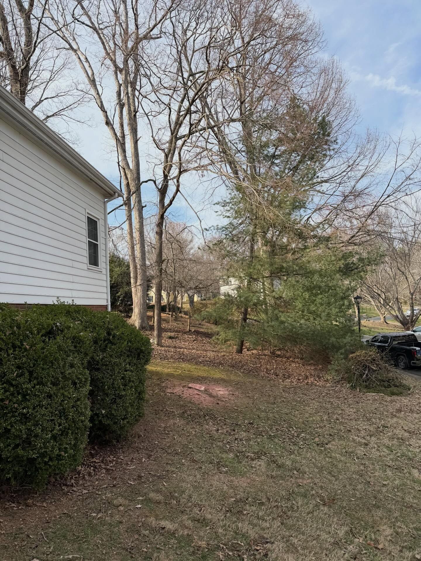 Side of a white house beside a hedge and leafless trees on a sloped yard under a blue sky