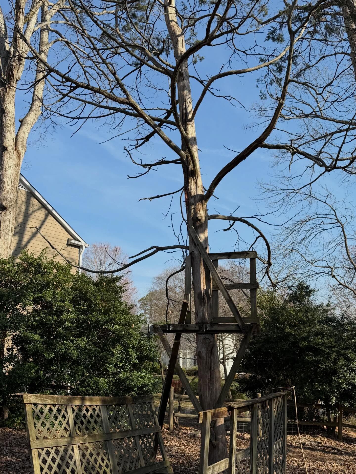 Tree supported by wooden braces in a backyard beside a house under a clear blue sky