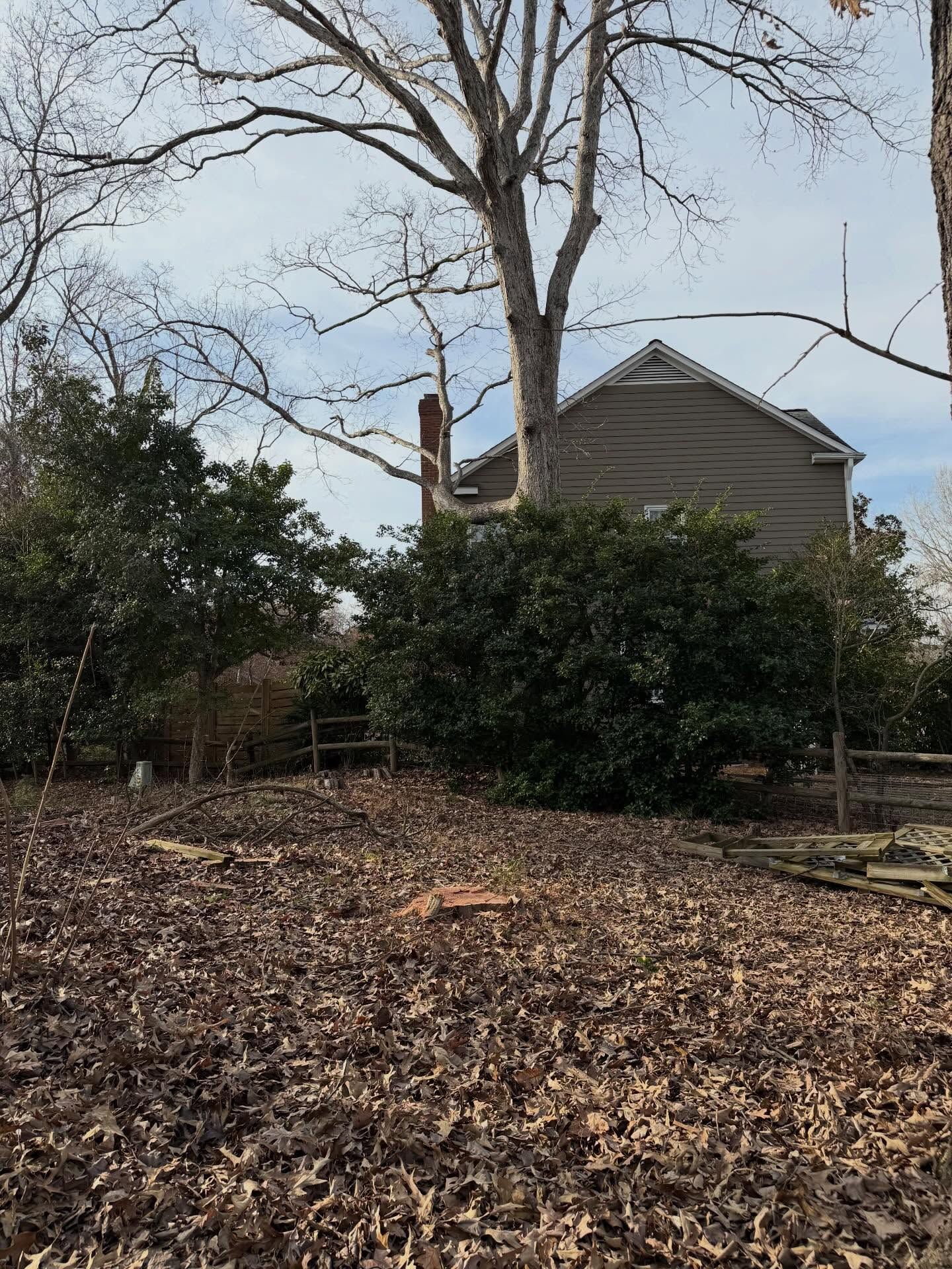 Leaf-covered yard with bushes and a small house behind bare trees on a clear day