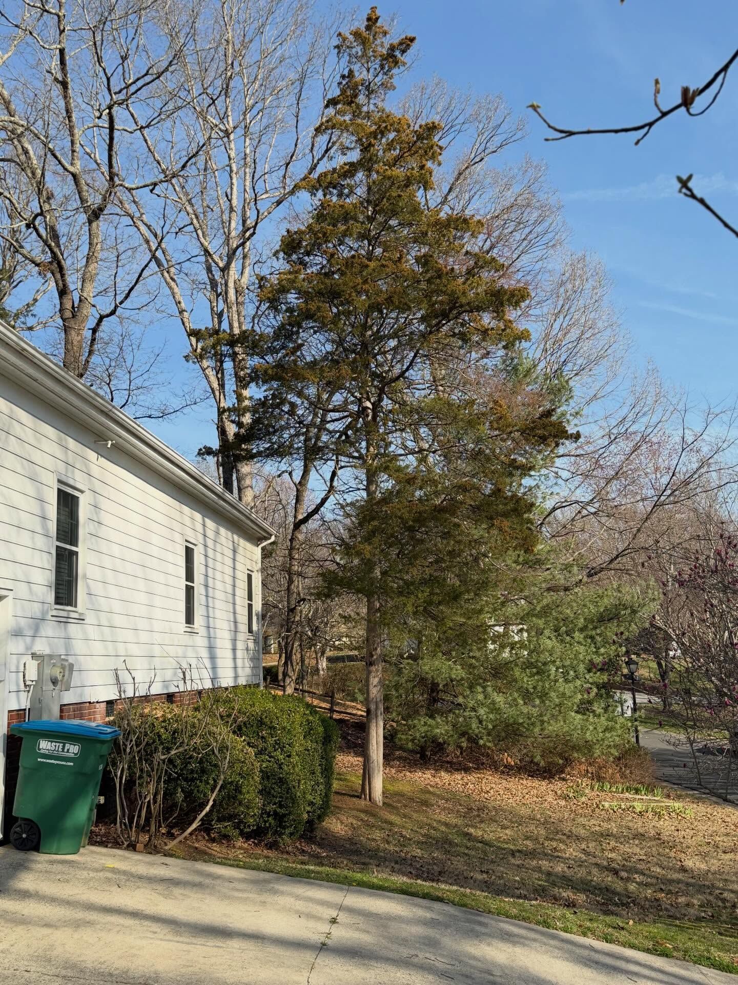 Side of a white house beside a driveway, with a green trash bin, shrubs, and tall trees under a blue sky