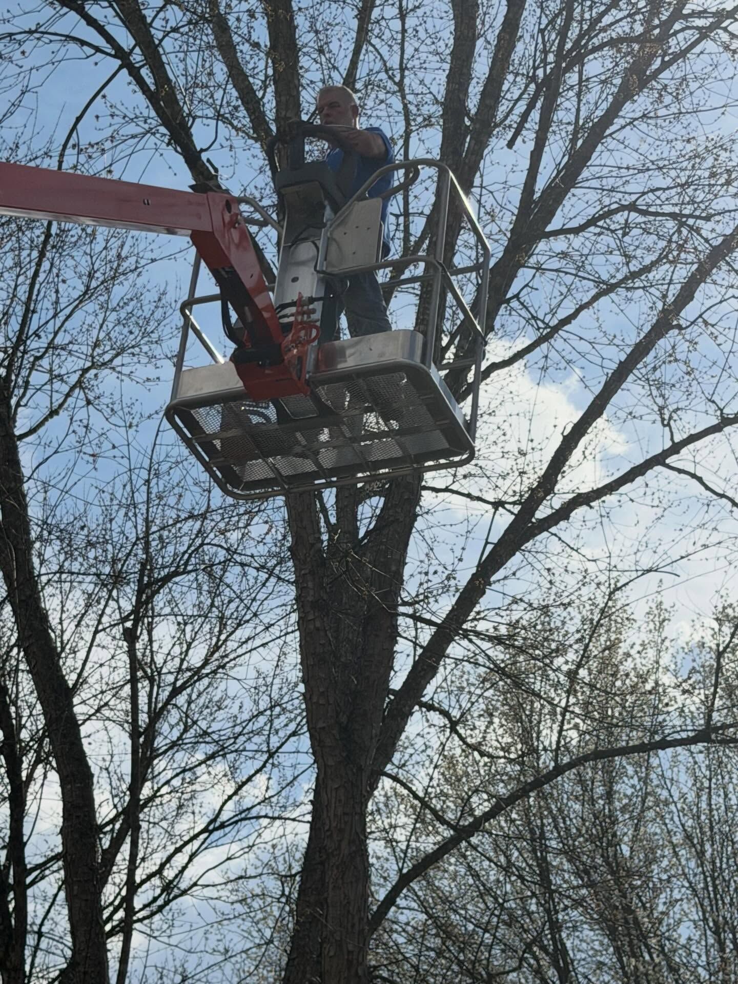 Worker standing in a cherry picker trimming a tall tree among bare branches