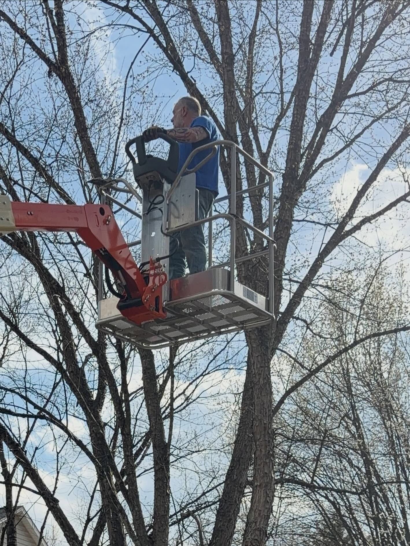 Worker standing in a cherry picker among bare tree branches under a blue sky