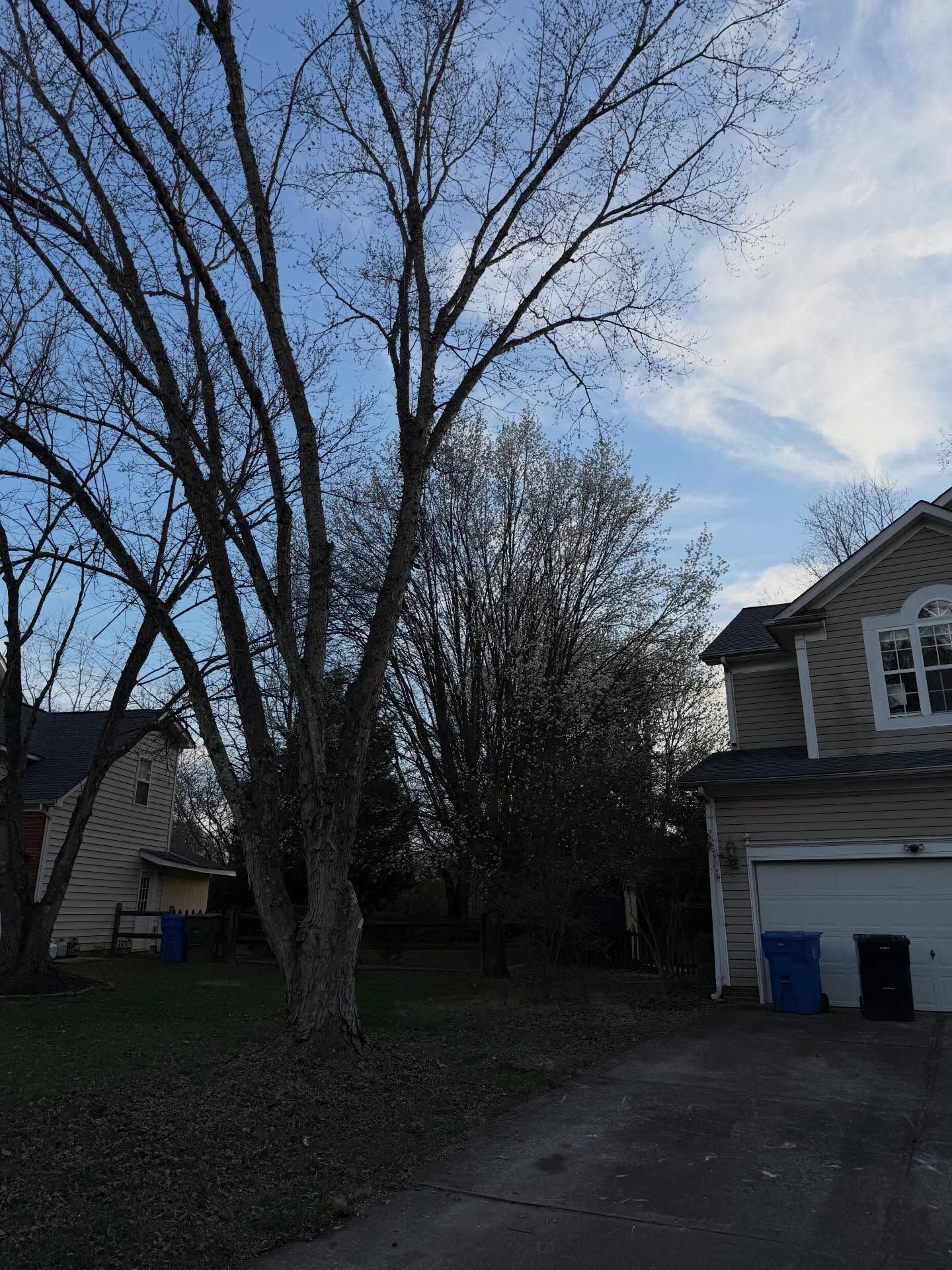Leafless tree beside a driveway and house under a partly cloudy sky