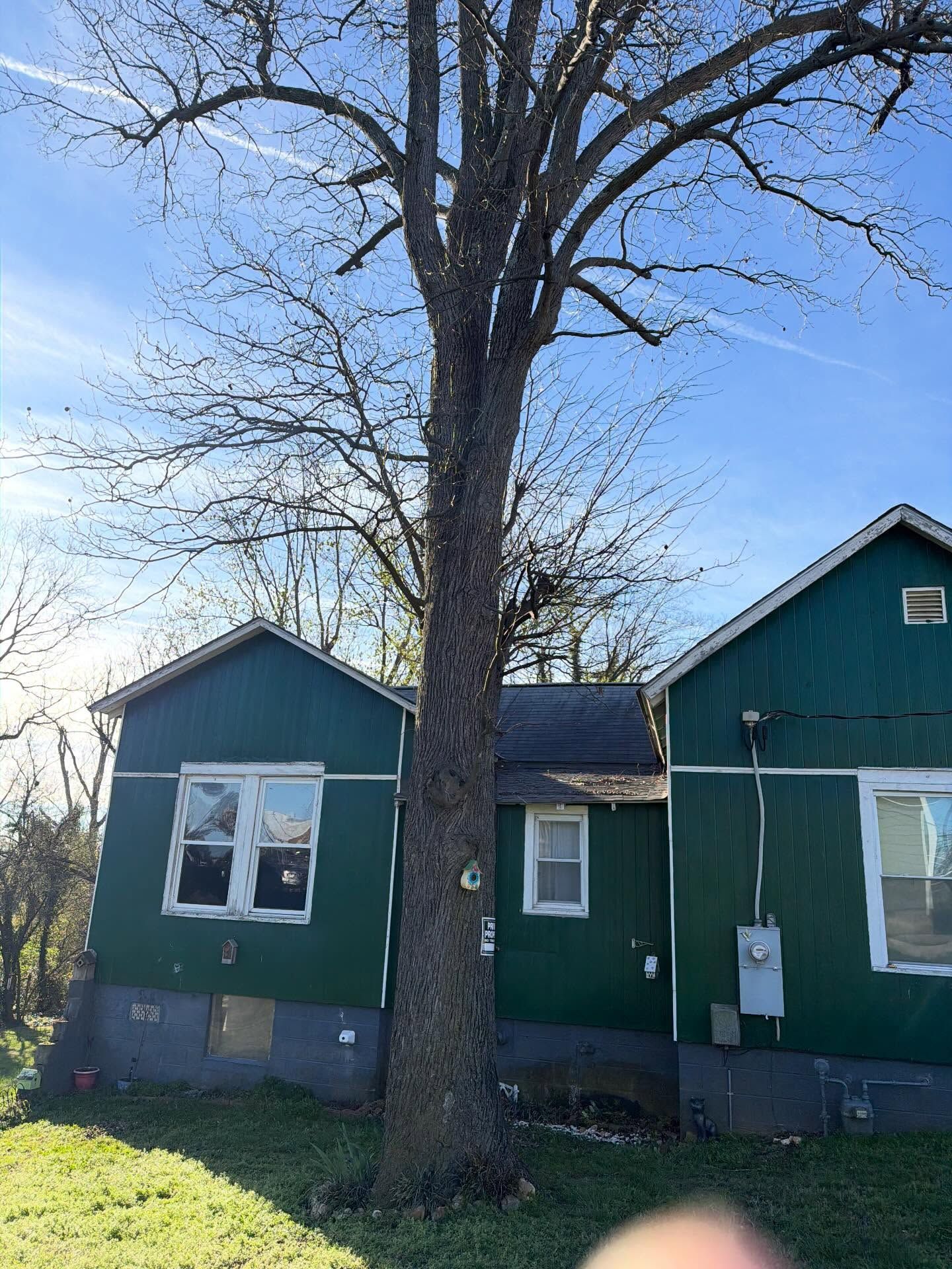Green house with a large tree in the front yard under a blue sky.