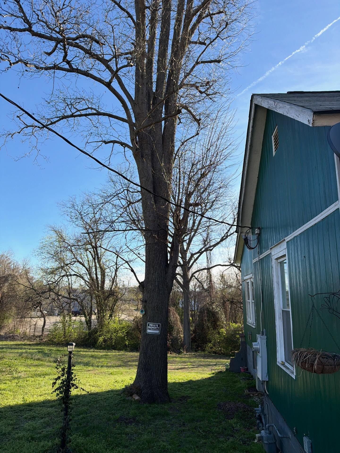 Tall leafless tree in a grassy yard beside a green building under a blue sky.