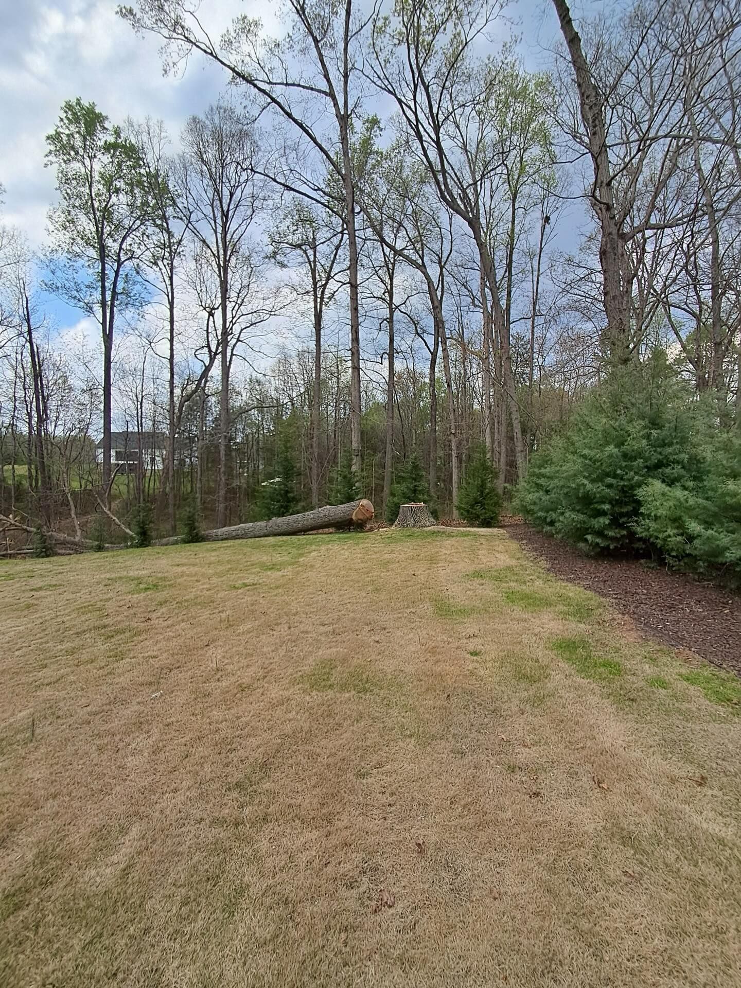 Grassy backyard with tall trees, a fallen log, and evergreen shrubs under a partly cloudy sky