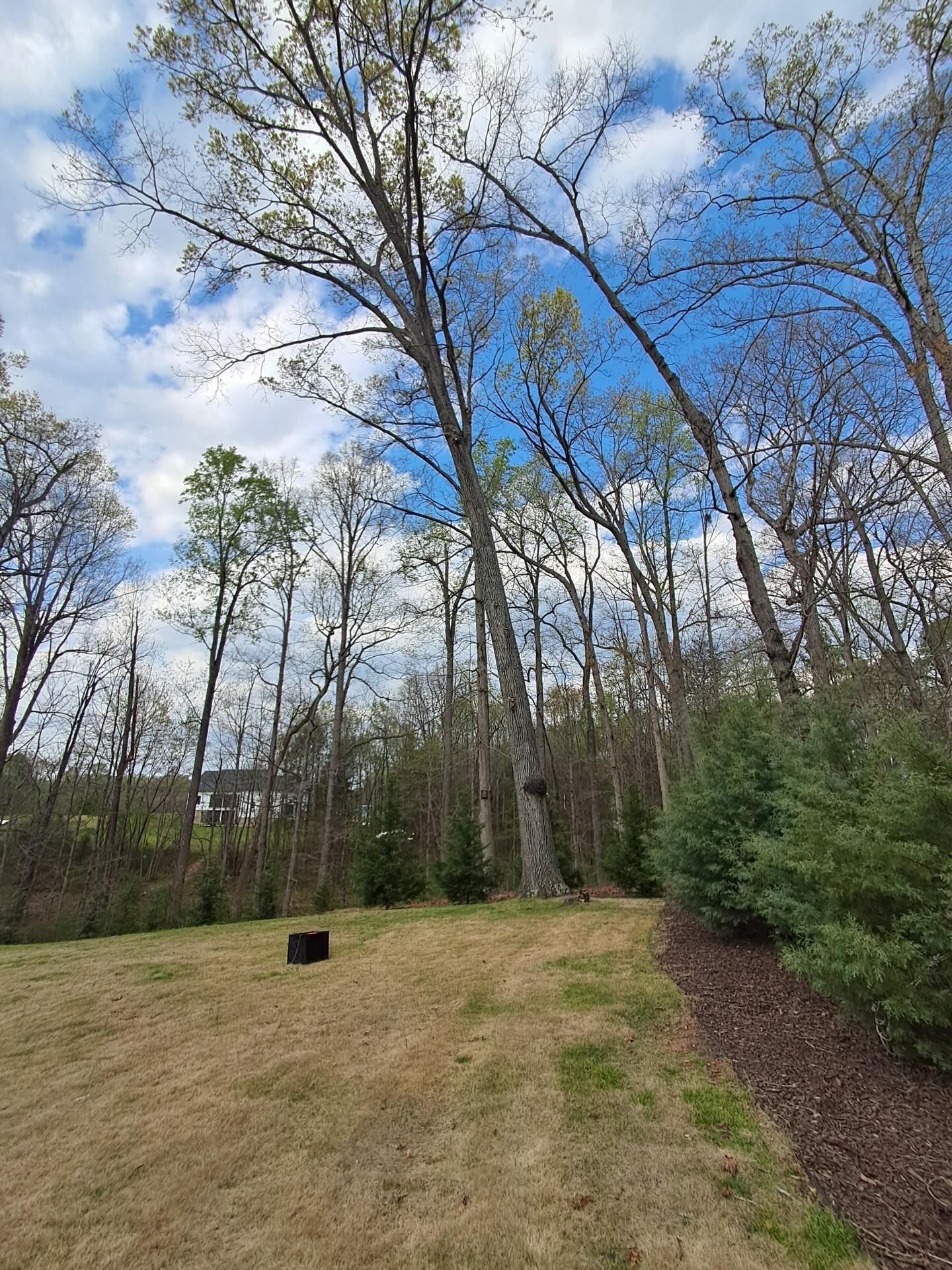 Grassy yard with tall trees, cloudy blue sky, and a mulch border along the right side.