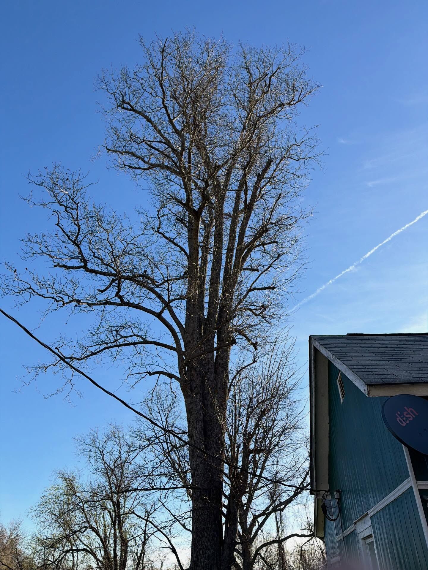 Tall leafless tree beside a blue house under a clear blue sky