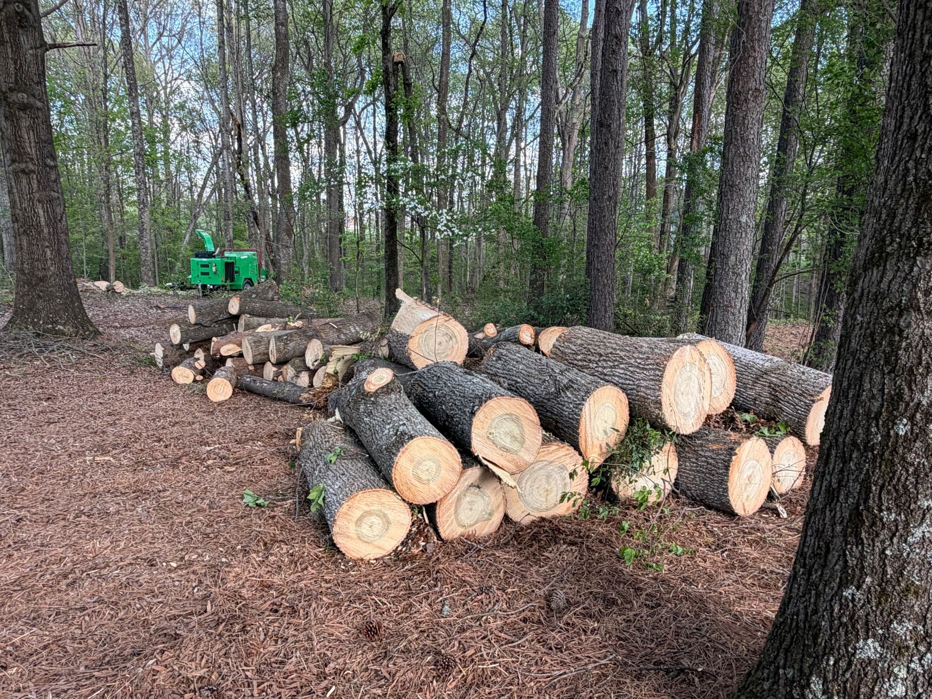 Stacked cut logs in a wooded area beside a green utility cart.