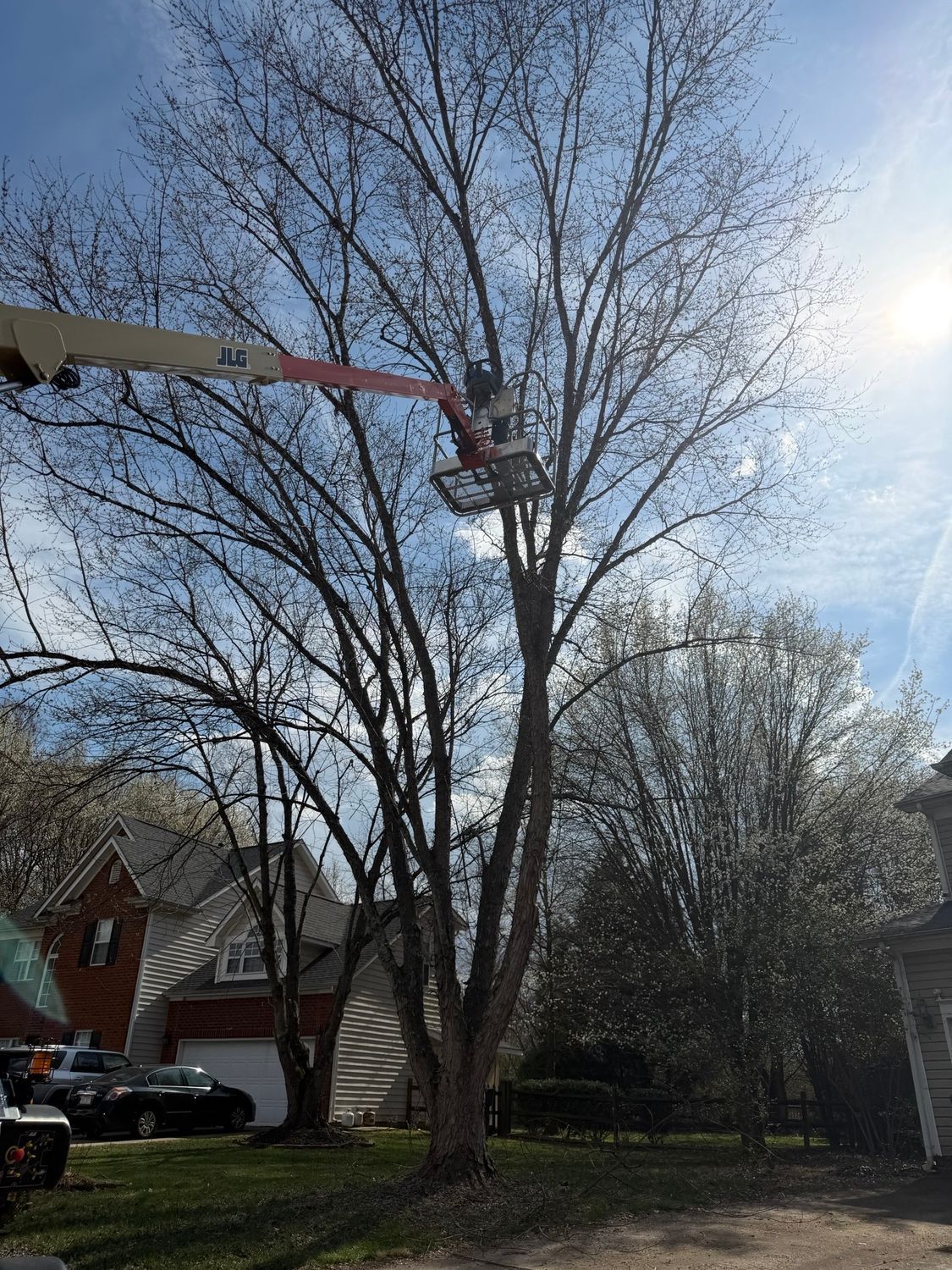 Tree trimming bucket truck reaching into a leafless tree in a suburban yard on a sunny day