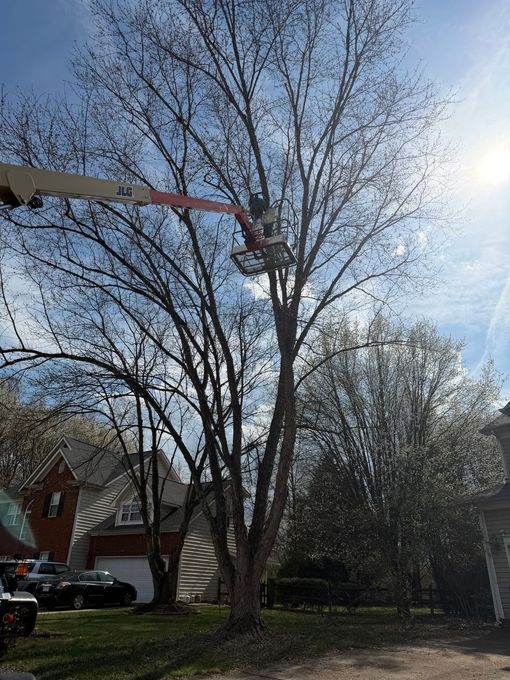 Tree trimming bucket truck reaching into a leafless tree in a suburban yard on a sunny day