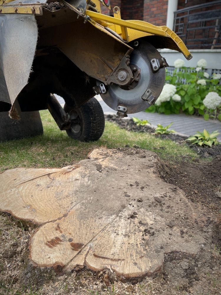Chainsaw cutting a tree stump beside a yellow excavator, with wood chips and soil on the ground.
